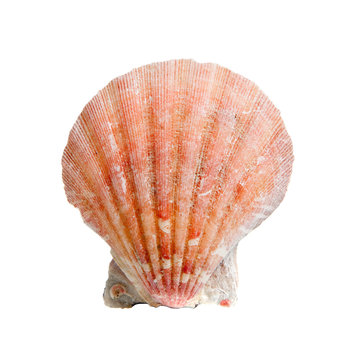 A sea shell on white