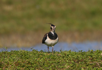 Vanellus vanellus - Northern Lapwing
