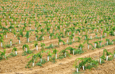 Young vineyard in Chianti, Tuscany