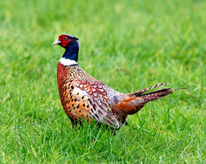 Pheasant Golden