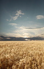 Naklejka premium Sunset over wheat field