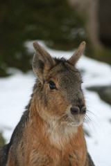 Fototapeta premium Pampashase (Mara)