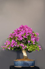 Bougainvillea tree. Pattern of bonsai.