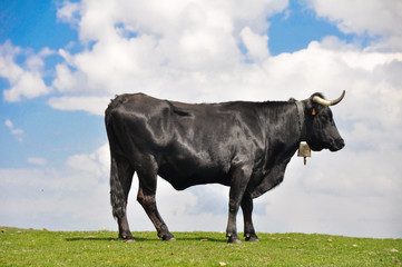 Toro de lidia