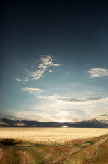 Sunset over wheat field