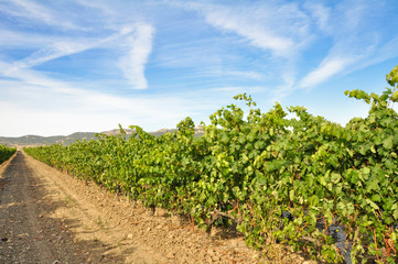 Fototapeta na wymiar Rioja winnic