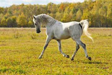 Obraz na płótnie Canvas white horse run gallop on the meadow