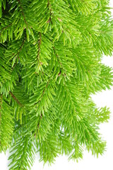 Christmas tree on white