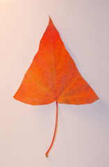 Autumn maple leaf in the form of a triangle