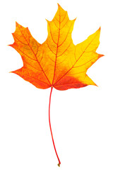 Autumn leaf with clipping path