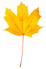 Autumn leaf with clipping path