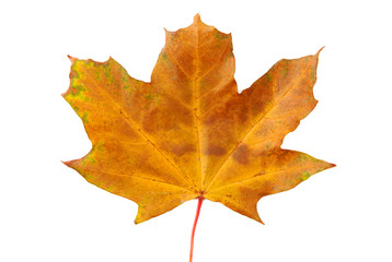 Autumn leaf with clipping path