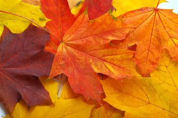 Naklejka na ściany i meble Background made of autumn leaves