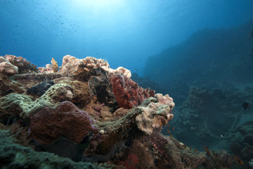 Naklejka na ściany i meble ocean and scorpionfish