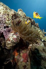 ocean, sun and anemone