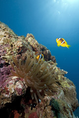 ocean, sun and anemone