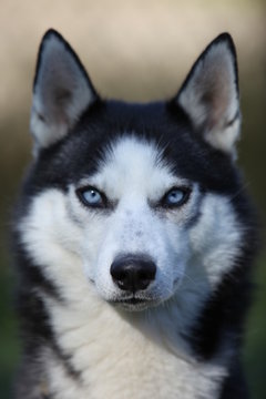 Husky