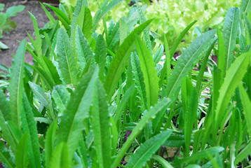 Fototapeta premium Lactuca sativa