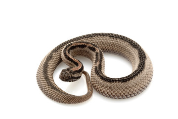Fototapeta premium Striped pygmy rattlesnake