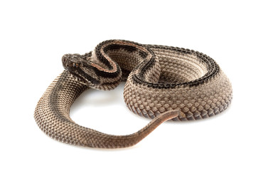 Striped pygmy rattlesnake