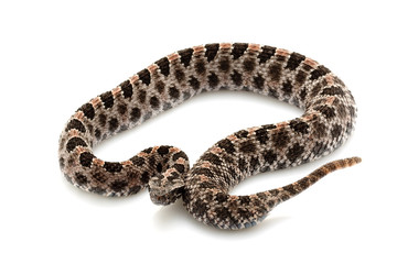pygmy rattlesnake