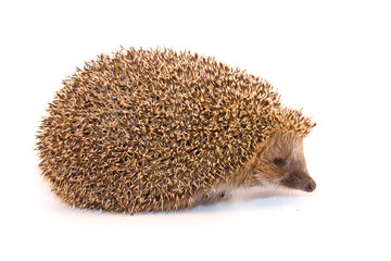 Hedgehog