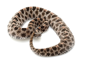 pygmy rattlesnake