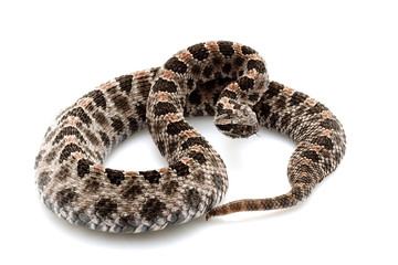 pygmy rattlesnake