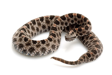 Obraz premium pygmy rattlesnake