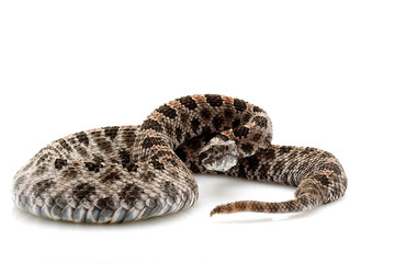 pygmy rattlesnake