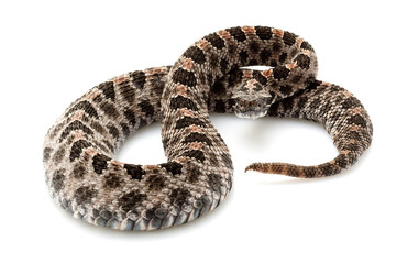 pygmy rattlesnake