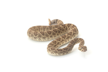 Obraz premium Dwarf Mojave rattlesnake