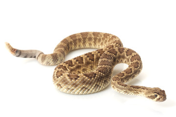 Dwarf Mojave rattlesnake