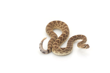 Fototapeta premium Dwarf Mojave rattlesnake