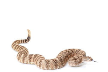 Obraz premium Southwestern speckled rattlesnake