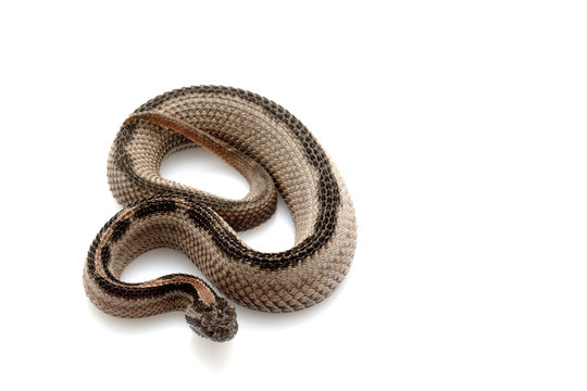 Striped pygmy rattlesnake