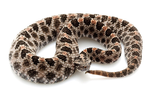 pygmy rattlesnake
