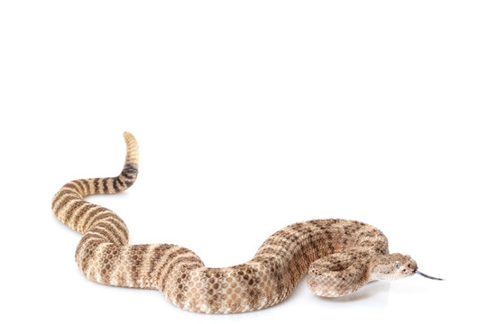 Southwestern speckled rattlesnake