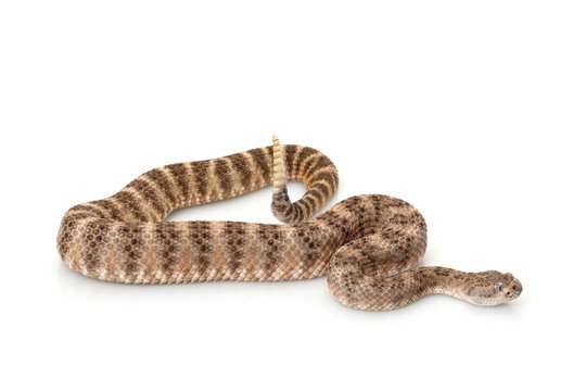 Southwestern speckled rattlesnake