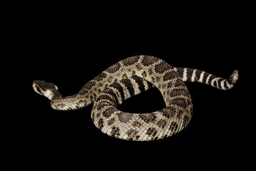 Eastern Diamondback Rattlesnake