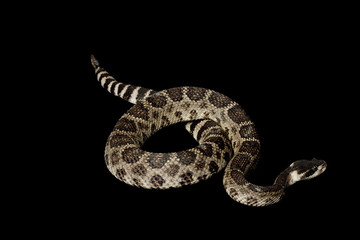 Eastern Diamondback Rattlesnake