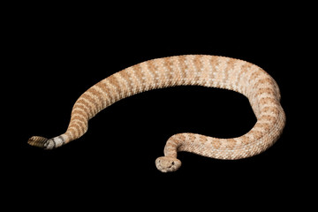 Speckled Rattlesnake