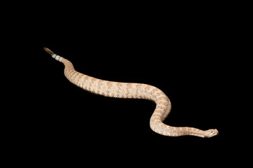 Speckled Rattlesnake