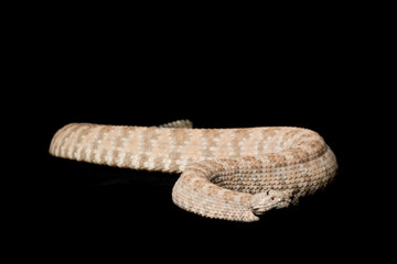 Fototapeta na wymiar Speckled Rattlesnake