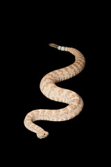 Speckled Rattlesnake