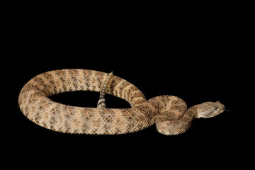 Speckled Rattlesnake