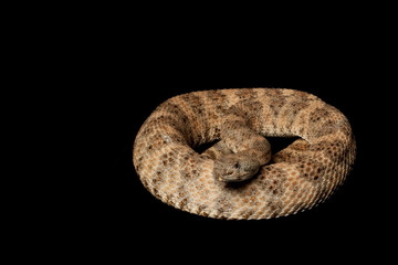 Speckled Rattlesnake
