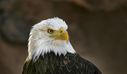 Bald eagle look
