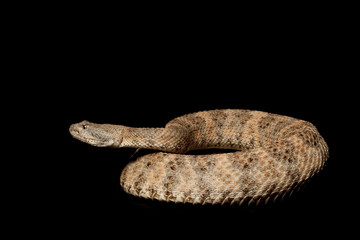 Speckled Rattlesnake