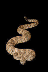 Speckled Rattlesnake